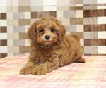 Small #1 Cavapoo