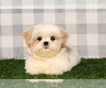 Small Shih Tzu