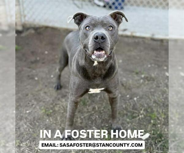 Medium Photo #3 Mutt Puppy For Sale in Modesto, CA, USA