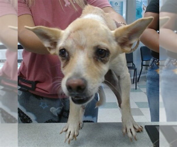 Medium Photo #1 Chihuahua-Unknown Mix Puppy For Sale in Oklahoma City, OK, USA