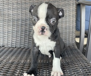 Boston Terrier Puppy for sale in CHARLOTTESVILLE, VA, USA