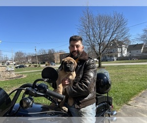 Mastiff Puppy for Sale in LORAIN, Ohio USA
