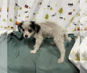 Poodle (Toy)-Unknown Mix Dogs for adoption in Modesto, CA, USA