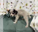 Small Poodle (Toy) Mix
