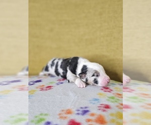 Australian Shepherd Puppy for sale in PHOENIX, AZ, USA