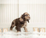 Small Photo #4 Cocker Spaniel Puppy For Sale in WARSAW, IN, USA