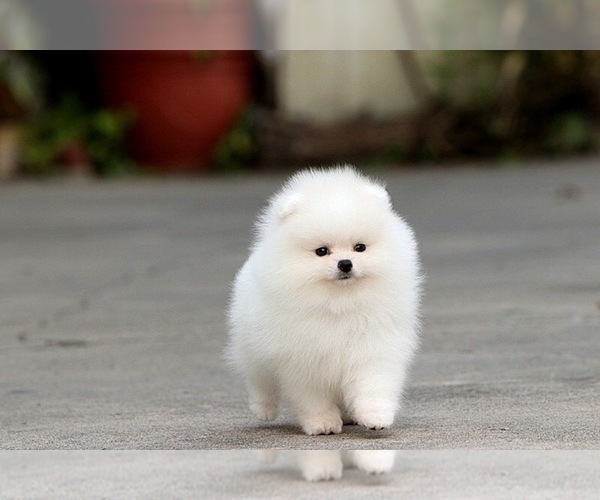 Medium Photo #5 Pomeranian Puppy For Sale in CINCINNATI, OH, USA