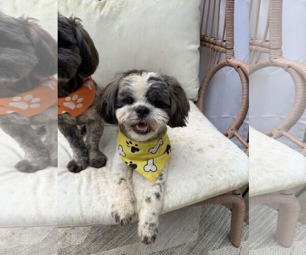 Medium Photo #3 Shih Tzu Puppy For Sale in Greenville, SC, USA