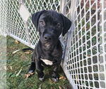 Small #1 Mutt