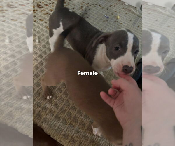 Medium Photo #1 Staffordshire Bull Terrier-Unknown Mix Puppy For Sale in Holly Springs, NC, USA