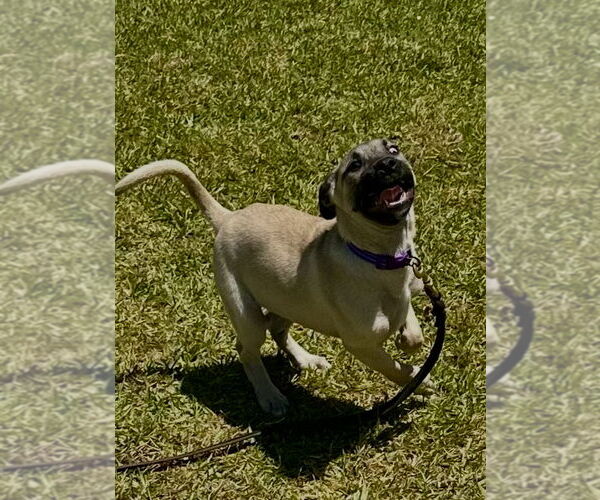 Medium Photo #3 Mutt Puppy For Sale in San Diego, CA, USA