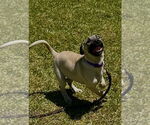 Small #2 Mutt