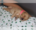 Puppy 8 Golden Retriever