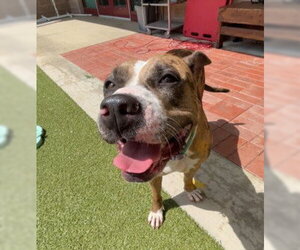 CHAMPAGNE - Female American Bulldog-Unknown Mix Dog for Adoption - Photo #2