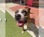 Small #1 American Bulldog Mix