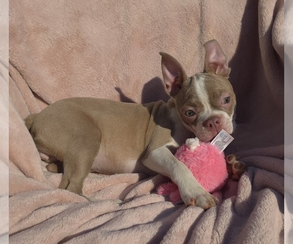 Medium Photo #5 Boston Terrier Puppy For Sale in MINERAL WELLS, WV, USA
