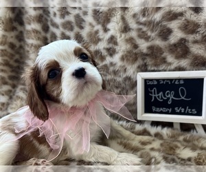 Cavalier King Charles Spaniel Puppy for sale in ABILENE, TX, USA