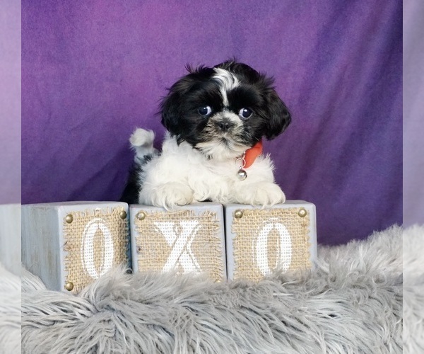 Medium Photo #8 Shih Tzu Puppy For Sale in WARSAW, IN, USA