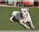 Small American Pit Bull Terrier