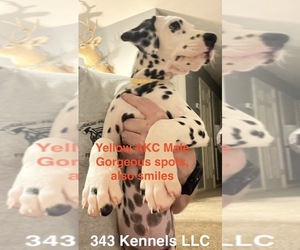Dalmatian Puppy for sale in VINEMONT, AL, USA