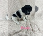 Small Photo #11 Aussiedoodle Puppy For Sale in JACKSONVILLE, NC, USA