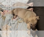 Small Photo #25 German Shepherd Dog Puppy For Sale in ANKENY, IA, USA