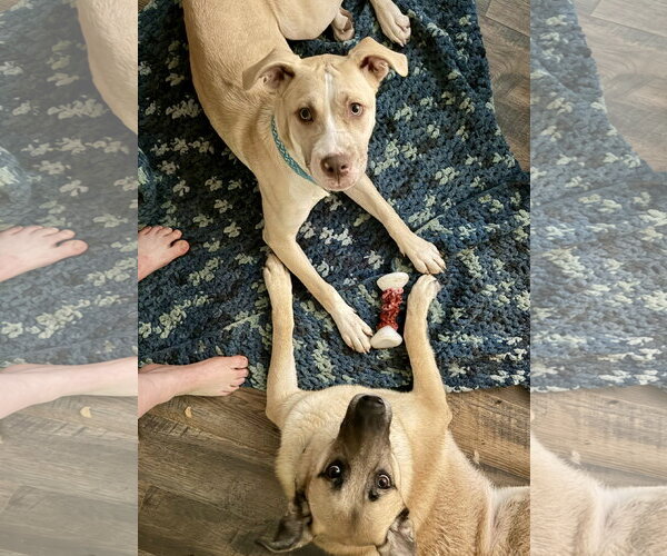 Medium Photo #8 Great Dane-Unknown Mix Puppy For Sale in Holly Springs, NC, USA