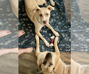 Nala - Female American Pit Bull Terrier-Unknown Mix Dog for Adoption - Photo #8