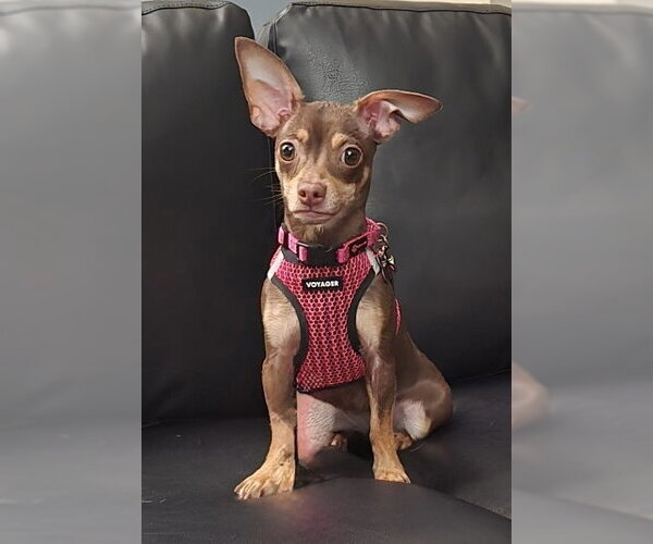 Medium Photo #1 Chihuahua Puppy For Sale in Mundelein, IL, USA