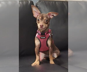 Chihuahua Dogs for adoption in Mundelein, IL, USA