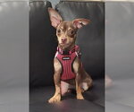 Small Chihuahua