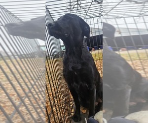 Golden Labrador Puppy for sale in BRANDON, SD, USA