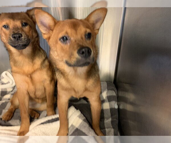 Medium Photo #1 Shiba Inu-Unknown Mix Puppy For Sale in Grand Prairie, TX, USA