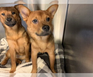 Shiba Inu-Unknown Mix Dogs for adoption in Grand Prairie, TX, USA