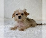 Small #2 Shorkie Tzu