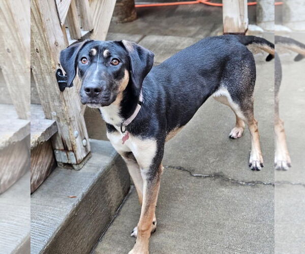 Medium Photo #4 German Shepherd Dog-Unknown Mix Puppy For Sale in Chicago, IL, USA