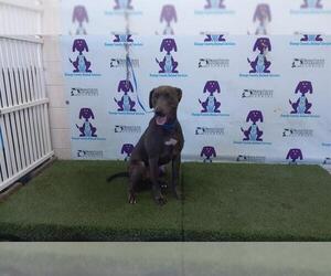 Unknown-Weimaraner Mix Dogs for adoption in Orlando, FL, USA