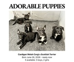 Small Cardigan Welsh Corgi-Scottish Terrier Mix