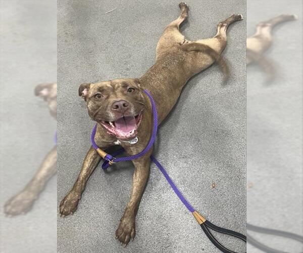 Medium Photo #1 American Bulldog Puppy For Sale in Forestville, MD, USA