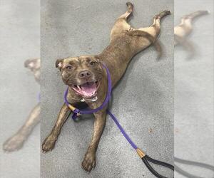 American Bulldog Dogs for adoption in Forestville, MD, USA