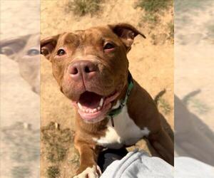 American Bulldog-Unknown Mix Dogs for adoption in Derwood, MD, USA