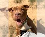 *ALTOONA - Female American Bulldog-Unknown Mix Dog for Adoption - Small photo