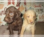 Small Photo #1 Labradoodle Puppy For Sale in LINCOLN, AL, USA