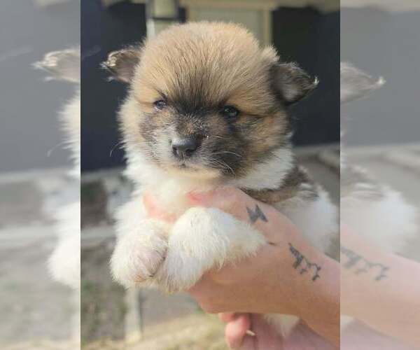 Medium Photo #1 Pomeranian Puppy For Sale in GUN BARREL CITY, TX, USA