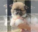 Salem - Male Pomeranian Puppy for Sale - Small photo