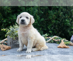 Small #1 English Cream Golden Retriever