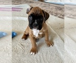 Puppy Hiro Boxer