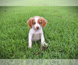 Brittany Puppy for Sale in FITZGERALD, Georgia USA