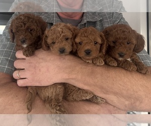 Goldendoodle-Poodle (Miniature) Mix Litter for sale in PRESCOTT, AZ, USA