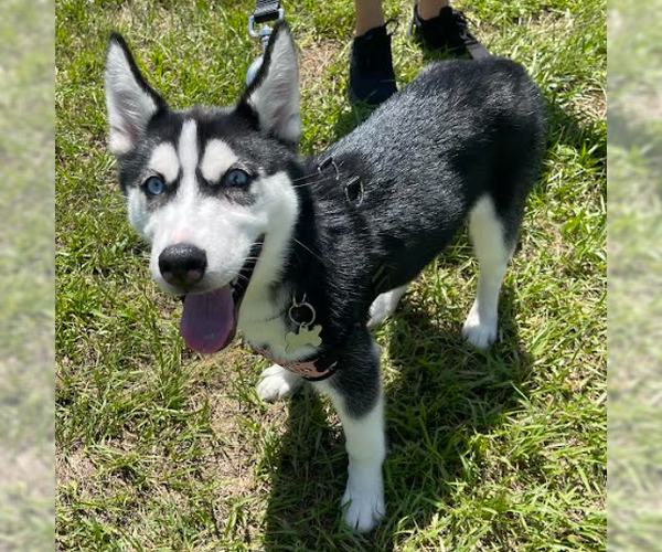 Medium Photo #3 Siberian Husky Puppy For Sale in Fort Pierce, FL, USA